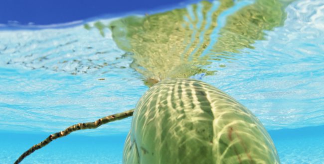 在留特別許可と駆け込み婚